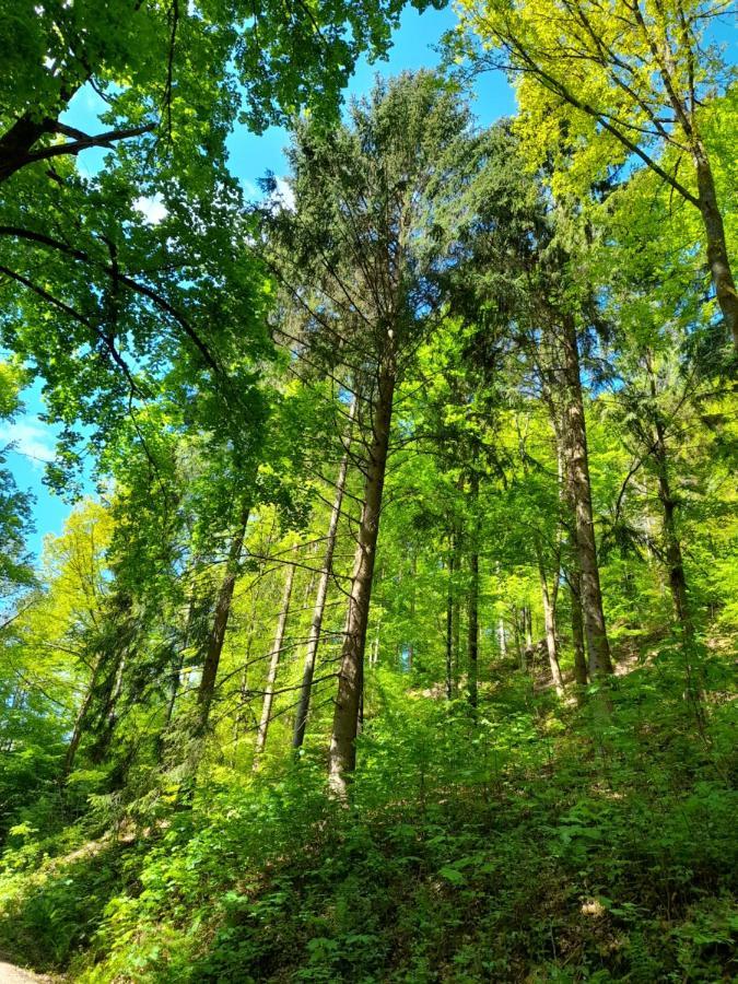 Apartment Am Enzufer Mit Wintergarten Im Schwarzwald